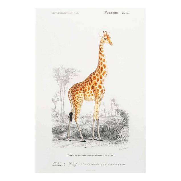 Glass print - Vintage Board Giraffe
