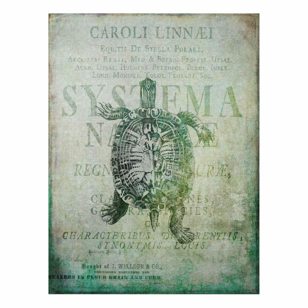 Print on aluminium - Vintage Collage - Antique Turtle