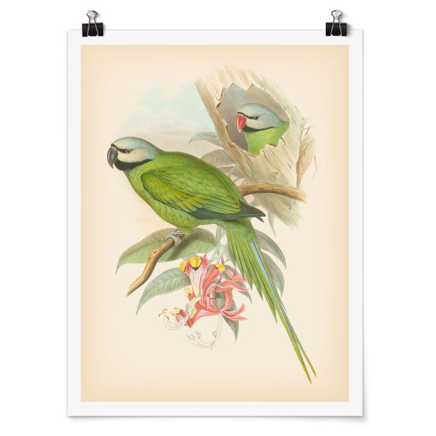 Poster - Vintage Illustration Tropical Birds II