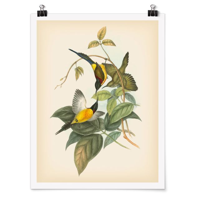 Poster - Vintage Illustration Tropical Birds IV