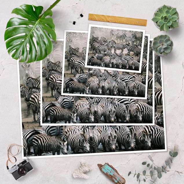 Poster - Zebra Herd
