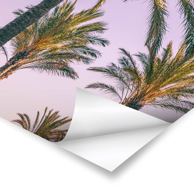 Poster - Palm Trees At Sunset