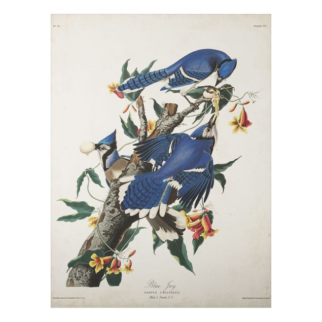 Print on aluminium - Vintage Board Blue Jays
