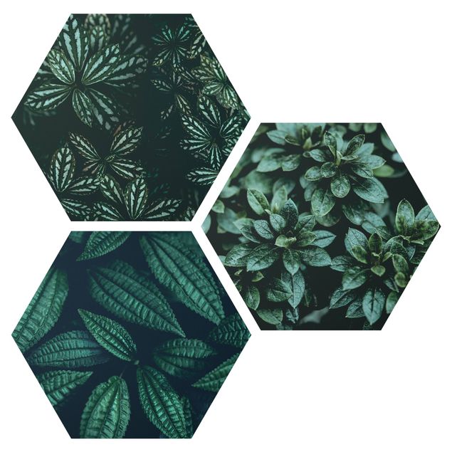 Forex hexagon - Leaves Trio