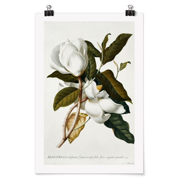 Poster art print - Georg Dionysius Ehret - Magnolia