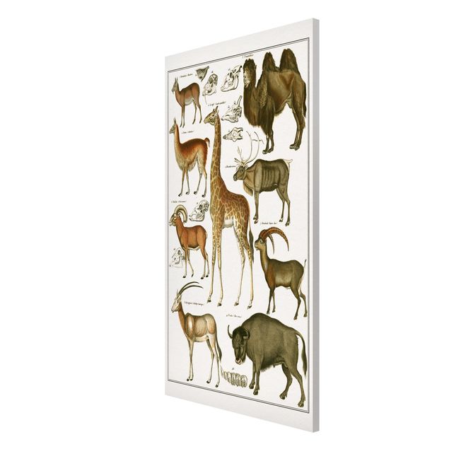 Magnetic memo board - Vintage Board Giraffe, Camel And IIama