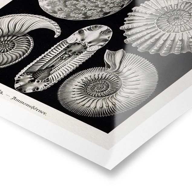 Poster - Vintage Board Fossils Black And White