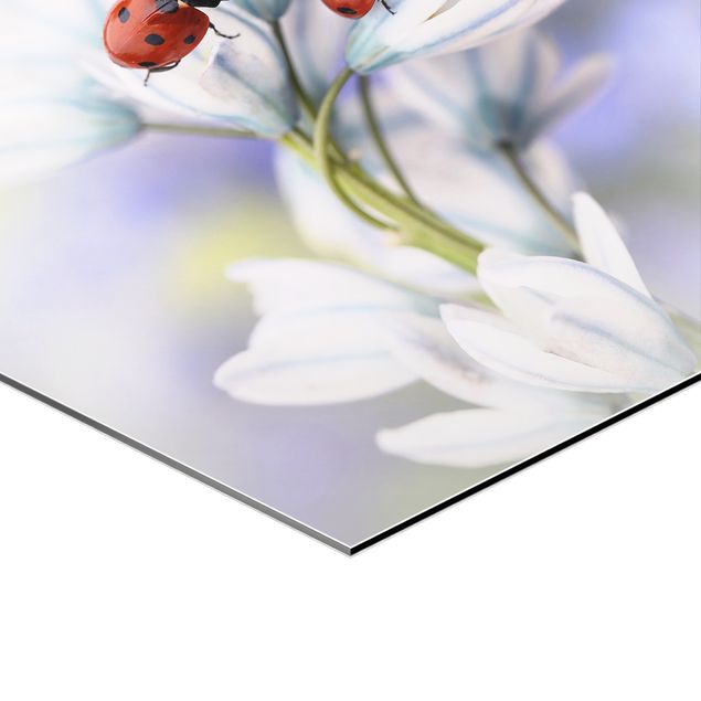 Alu-Dibond hexagon - Ladybug On Flowers