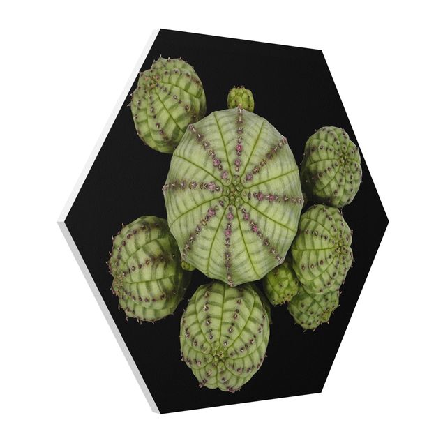 Forex hexagon - Euphorbia - Spurge Urchins
