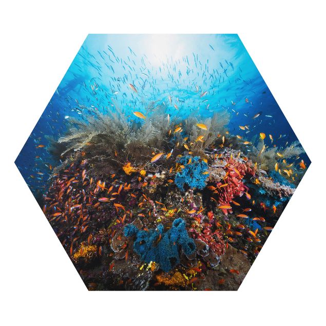 Alu-Dibond hexagon - Lagoon Underwater