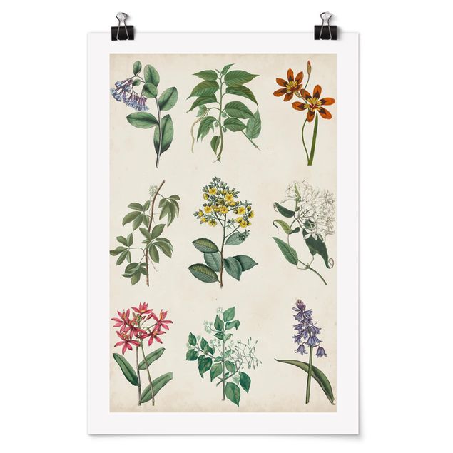 Poster flowers - Botanical Poster I