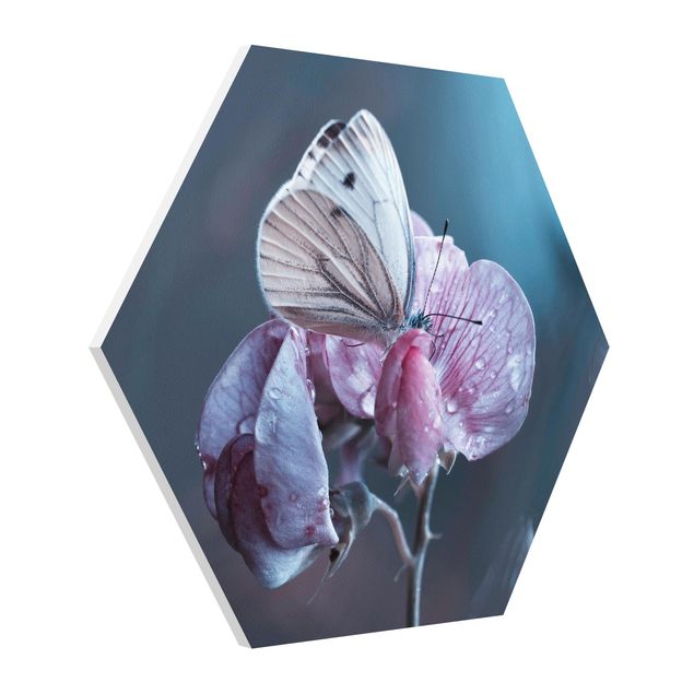 Forex hexagon - Butterfly In The Rain