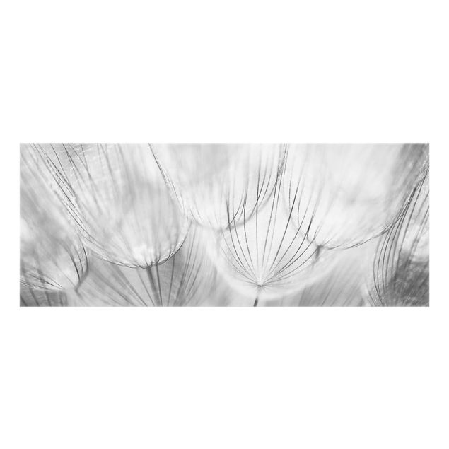 Splashback - Dandelions Macro Shot In Black And White