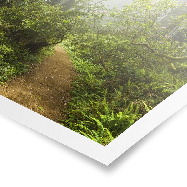 Poster forest - Misty Forest Path