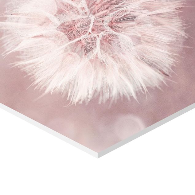 Hexagon Picture Forex - Dandelion Pink Bokeh