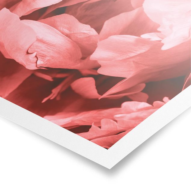 Poster - Peony Blossom Coral