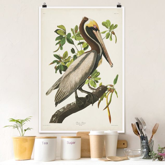 Poster - Vintage Board Brown Pelican