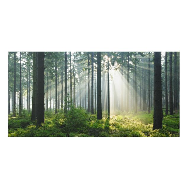 Splashback - Enlightened Forest