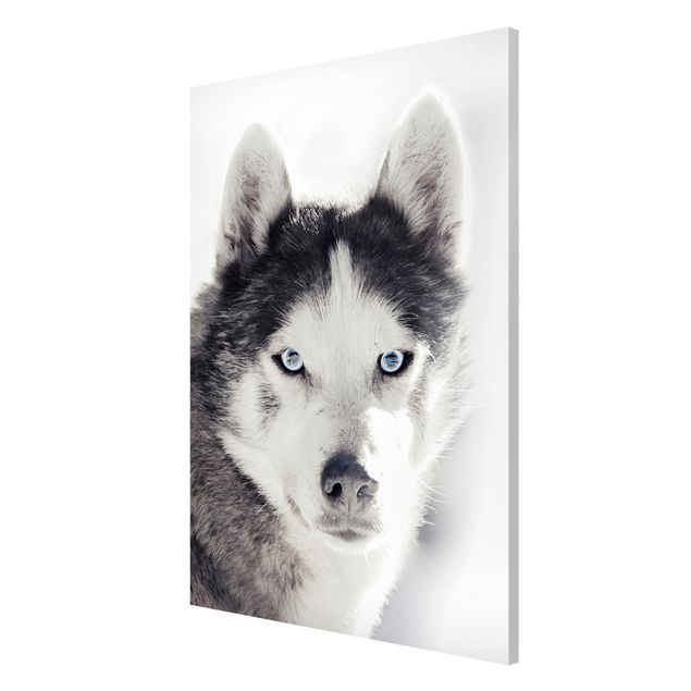 Magnetic memo board - Husky Portrait