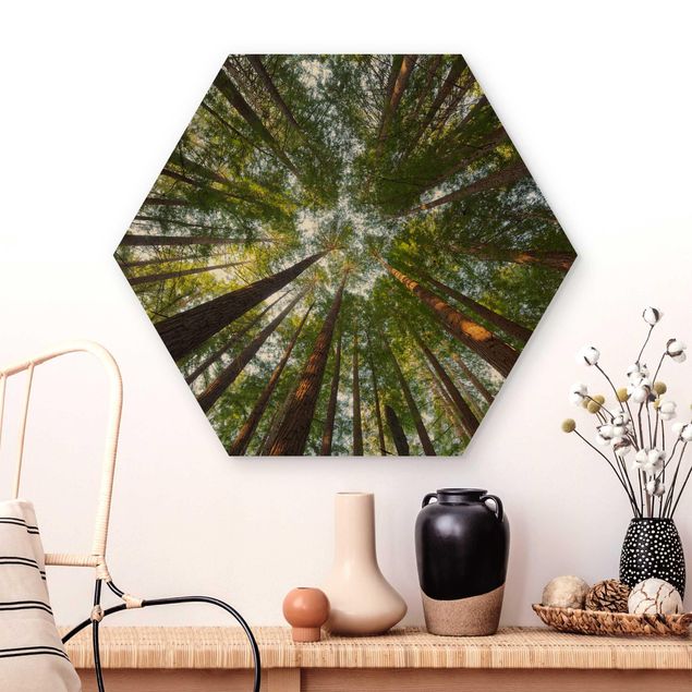 Wooden hexagon - Sequoia Tree Tops