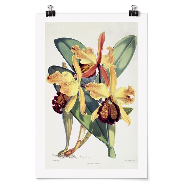 Poster - Walter Hood Fitch - Orchid