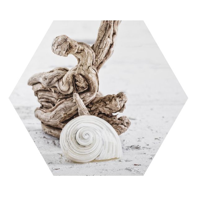 Alu-Dibond hexagon - White Snail Shell And Root Wood