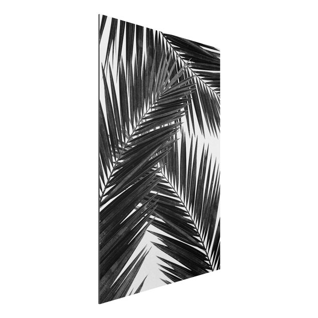 Dibond View Through Palm Leaves Black And White