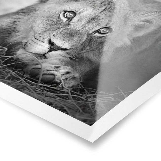 Poster - Lurking Lionbaby