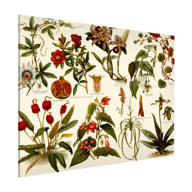 Magnetic memo board - Vintage Board Tropical Botany II