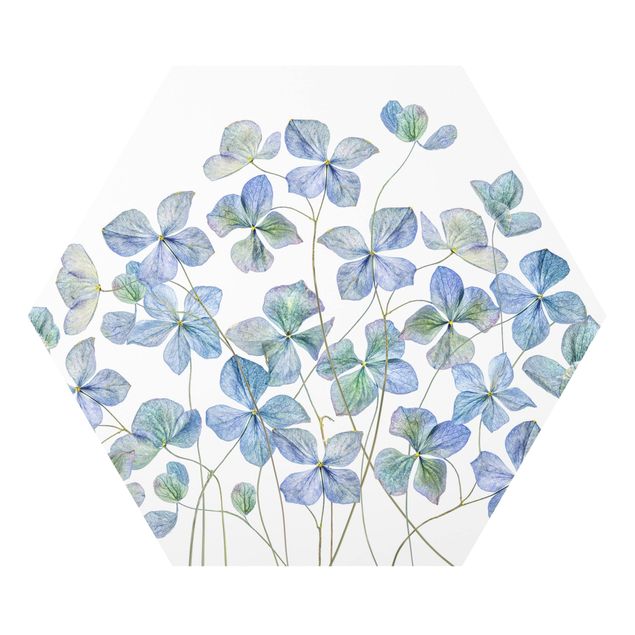 Forex hexagon - Blue Hydrangea Flowers