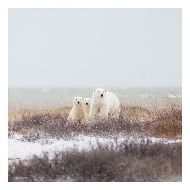Forex print - Polar Bear And Her Cubs
