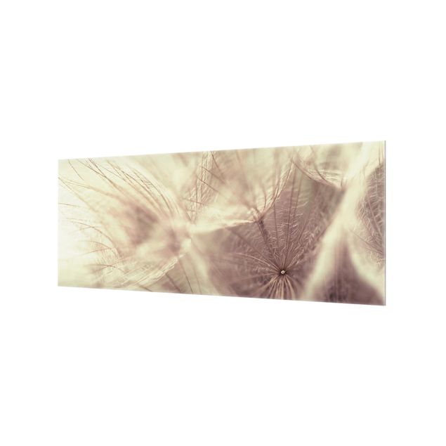 Splashback - Detailed Dandelion Macro Shot With Vintage Blur Effect