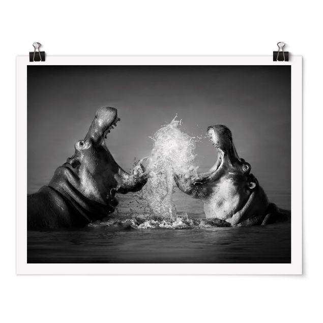 Poster - Hippo Fight