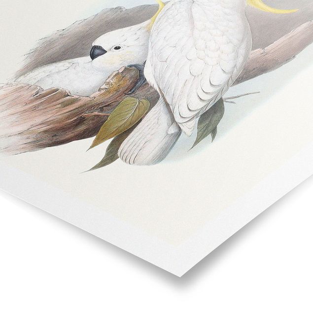 Poster - Pastel Parrots III