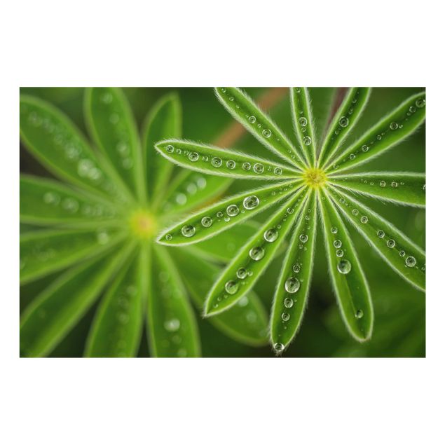 Splashback - Morning Dew On Lupine Leaves