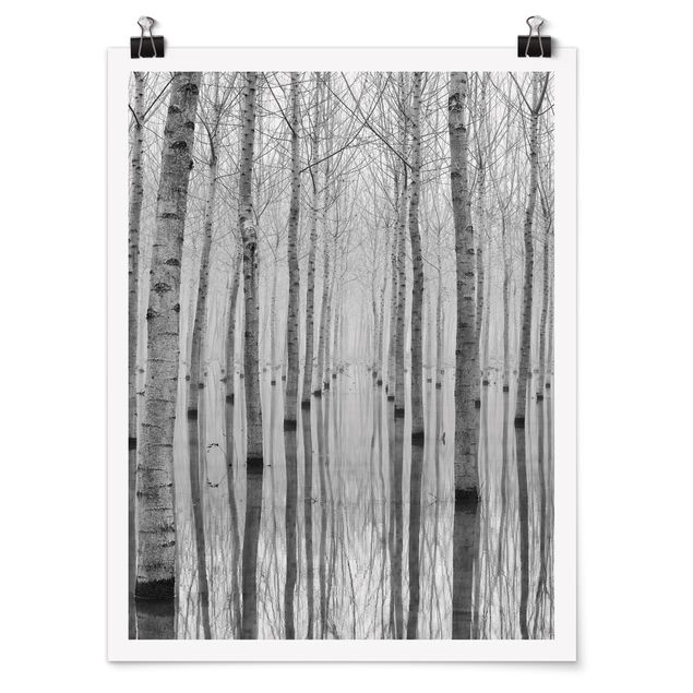 Poster forest - Birches In November