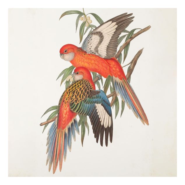 Glass Splashback - Tropical Parrot I - Square 1:1