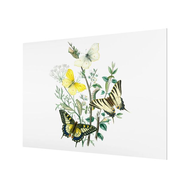 Glass Splashback - British Butterflies III - Landscape 3:4