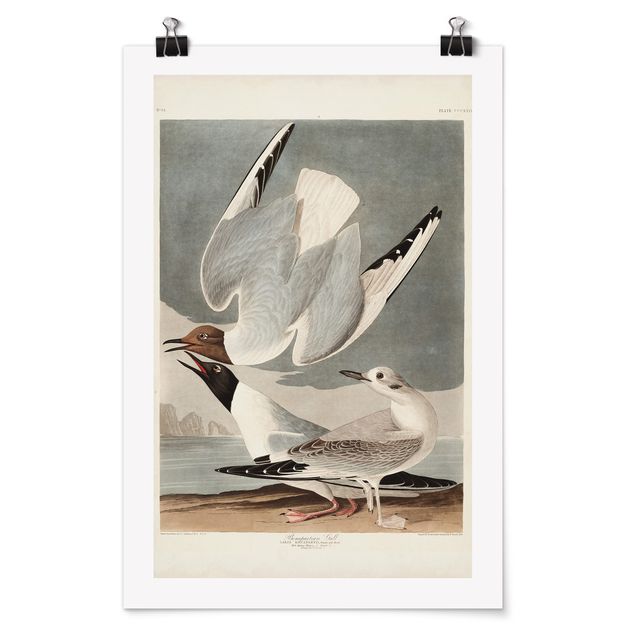 Poster - Vintage Board Bonaparte Gull