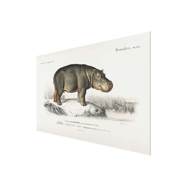 Glass print - Vintage Board Hippo