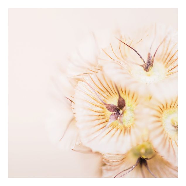 Splashback - Pastel Bouquet of Flowers - Square 1:1