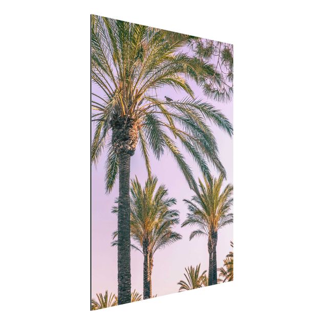 Aluminium dibond Palm Trees At Sunset