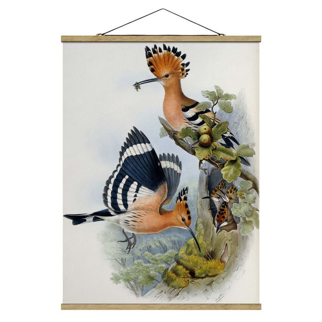 Fabric print with poster hangers - John Gould - Upupa Epops (The Hoopoe)