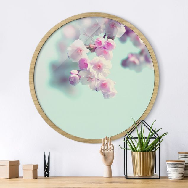 Framed prints round Colourful Cherry Blossoms