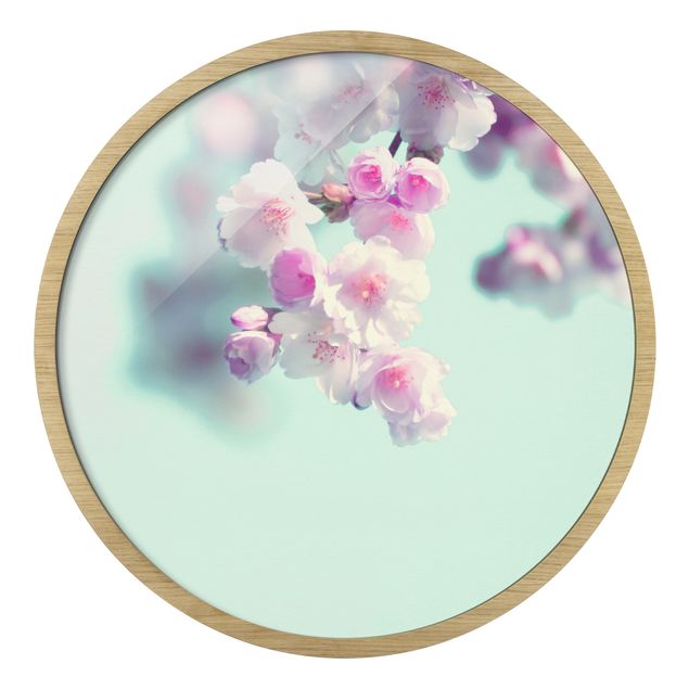 Circular framed print - Colourful Cherry Blossoms