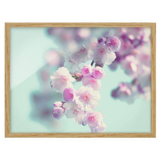 Framed poster - Colourful Cherry Blossoms
