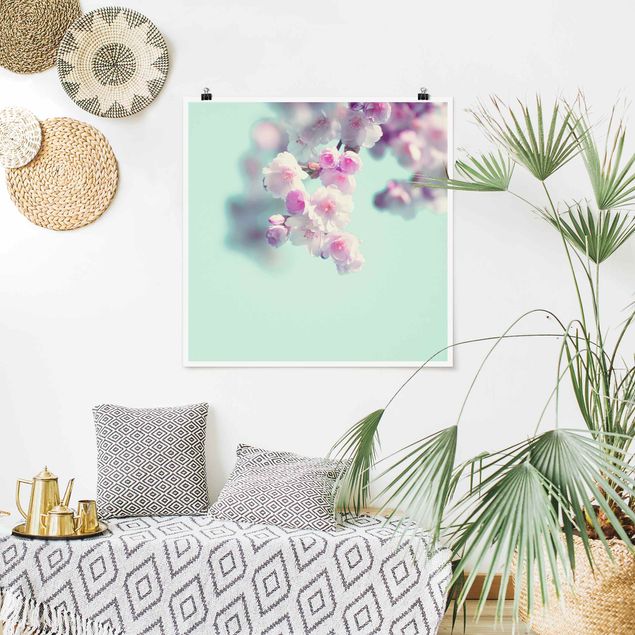 Poster - Colourful Cherry Blossoms