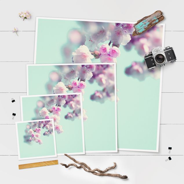 Poster - Colourful Cherry Blossoms