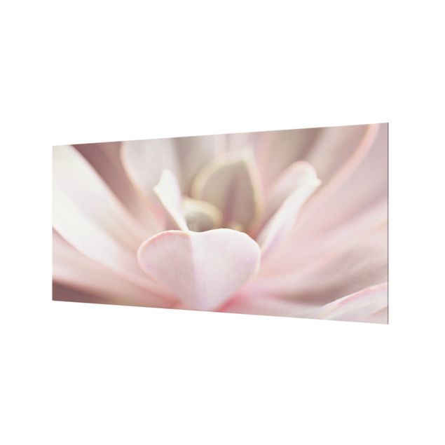 Splashback - Light Pink Succulent Flower - Landscape format 2:1