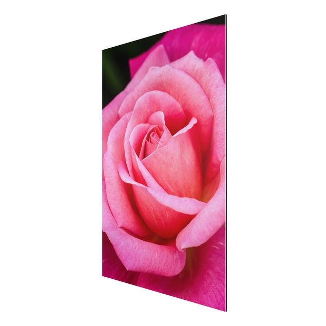 Print on aluminium - Pink Rose Flowers Green Backdrop